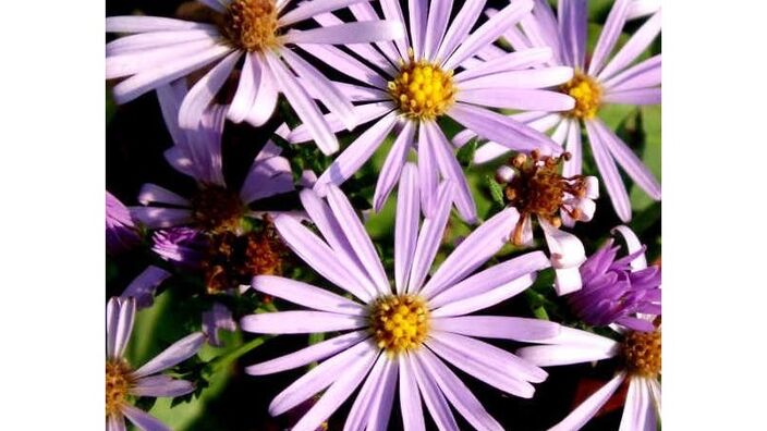 La marguerite violette: une fleur menacée d'extinction
