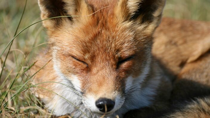 Oise: la préfecture prévoit l'abattage de 3000 renards