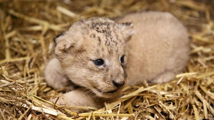 Naissance d'un bébé lion à Pairi Daiza