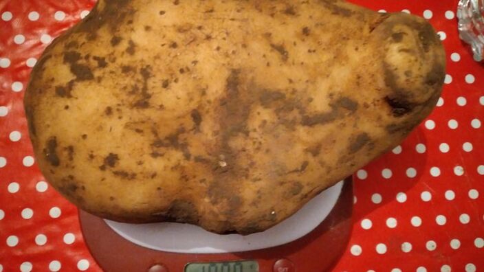 Fresnoy-en-Gohelle : une pomme de terre de presque 2 kilos !