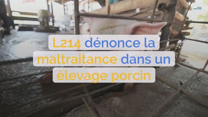 L214 dénonce la maltraitance dans un élevage porcin de l'Yonne