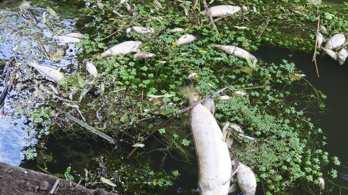 Des milliers de poissons morts à Morbecque