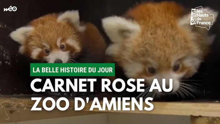 Naissance de 2 pandas roux au zoo d'Amiens