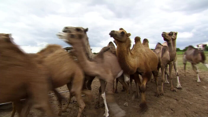 Un élevage de chameaux dans les bocages du Nord