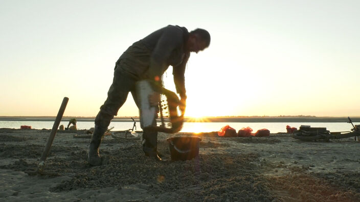 Baie de Somme : La pêche aux coques est ouverte...
