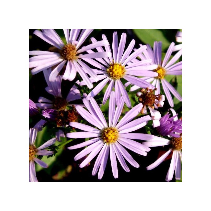 La marguerite violette: une fleur menacée d'extinction - 26/07/2021 - Wéo